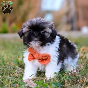 Oliver, Shih Tzu Puppy